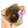 Colgante Exclusivo de Amonita Fósil con Perfil Tallado y Peridoto - Joya Artesanal
